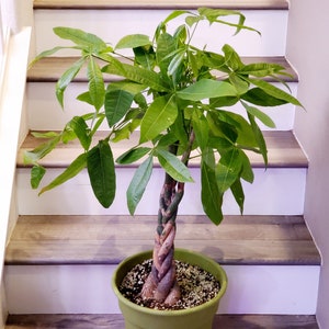 Extra Large 3 ft tall braided-Money Tree-Pachira Aquatica Money Tree - Good Luck Plant -Indoor office plant- Air purifier