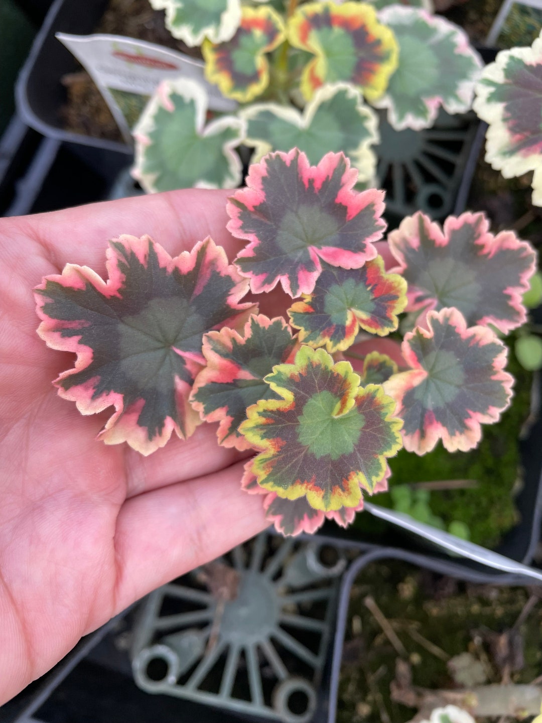 4 Inch Starter Pot Geranium Variegated Insect/mosquito Repellent