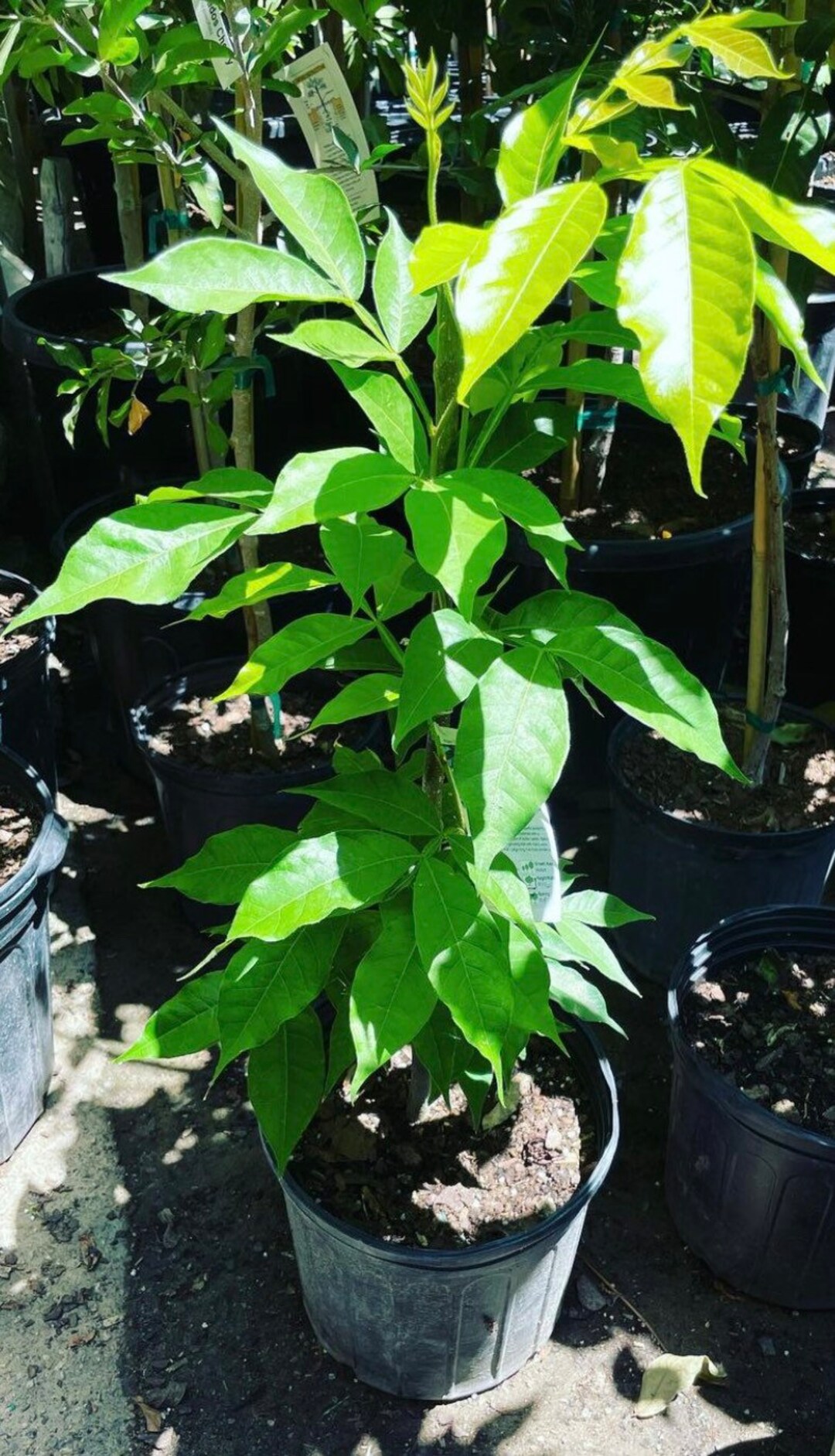 Does Monstera Like Full Sun