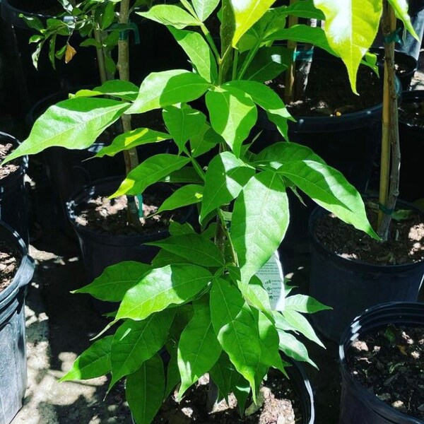 Ice Cream Bean Seed Etsy