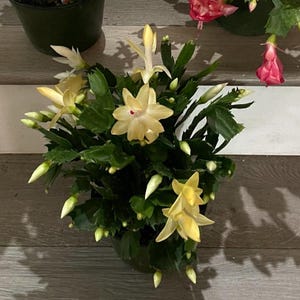 6 inch pot  -Schlumbergera truncata   -Thanksgiving Cactus -dark  yellow blooms-not exact plant - Thor Sophia