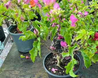 1 gallon -1 ft tall -Live plant - drought tolerant -  easy care  indoor/ outdoors - bonsai - green leave - pink  blooms