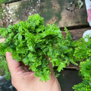 Options multiples de 5 cm (2 po.) : terrarium, fougères de jardin Fairy Tail, entretien facile, faible luminosité, purificateur d'air au choix du producteur en fonction des disponibilités. image 4