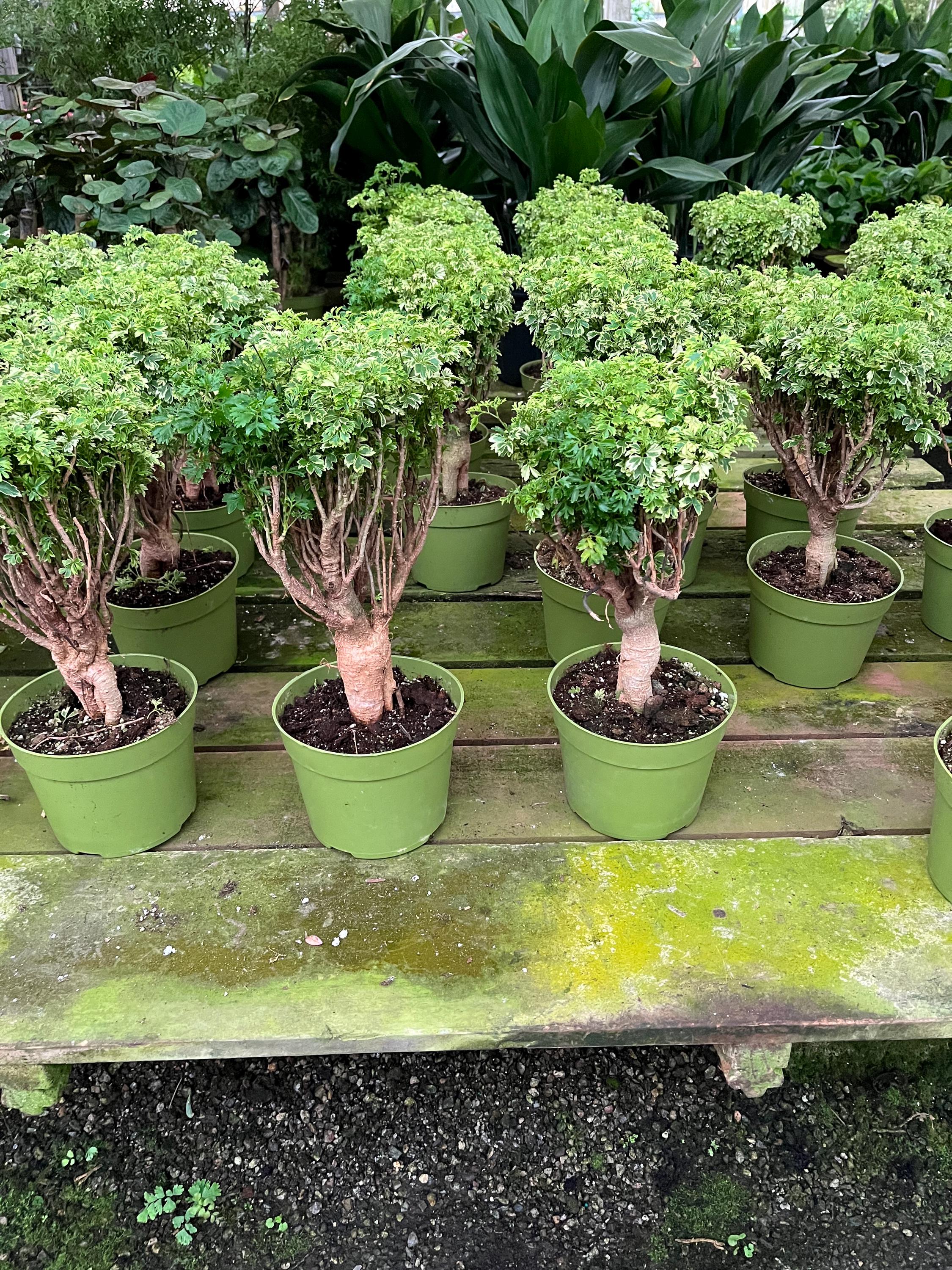1 Ft Tall -aralia Ming Gold Bonsai, Aralia Parsley- Stunning