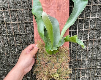 Mounted Staghorn fern on red wood - similar to photo not exact-Platycerium bifurcatum-elkhorn fern -Custom made every Friday.