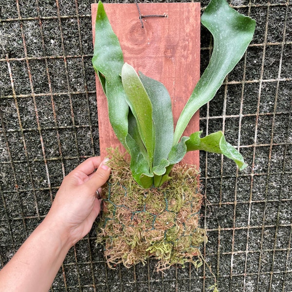 Mounted Staghorn fern on red wood - similar to photo not exact-Platycerium bifurcatum-elkhorn fern -Custom made every Friday.