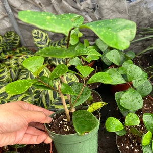 May include: A small green potted plant with round, heart-shaped leaves and a brown stem. The plant is held in a green plastic pot. Other plants with similar foliage are visible in the background.
