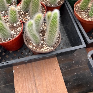 Full pot 3 tails per pot -  monkey tail -similar to photo not exact