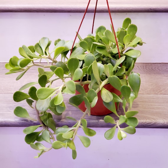 buy philodendron online europe Philodendron rubrijuvenile ('El Choc Red') 24.99