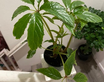 Begonia carolineifolia in 4 inch pot-hard to find-similar not exact