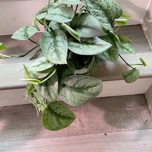 Large -6 inch potted live  santin silver pothos exoctica-similar to picture not exact-trailing about 5 inches