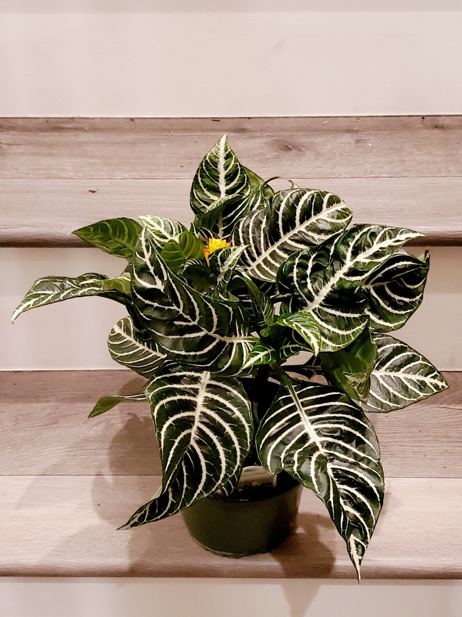 6 inch pot 1ft tall Zebra Plant Aphelandra squarrosa Live Etsy