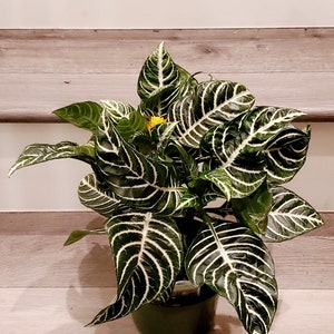 Xtra large -6 inch pot, Aphelandra squarrosa-zebra plant