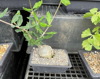 fockea edulis- bonsai - caudex-easy care-similar to photo not exact- multiple size options !
