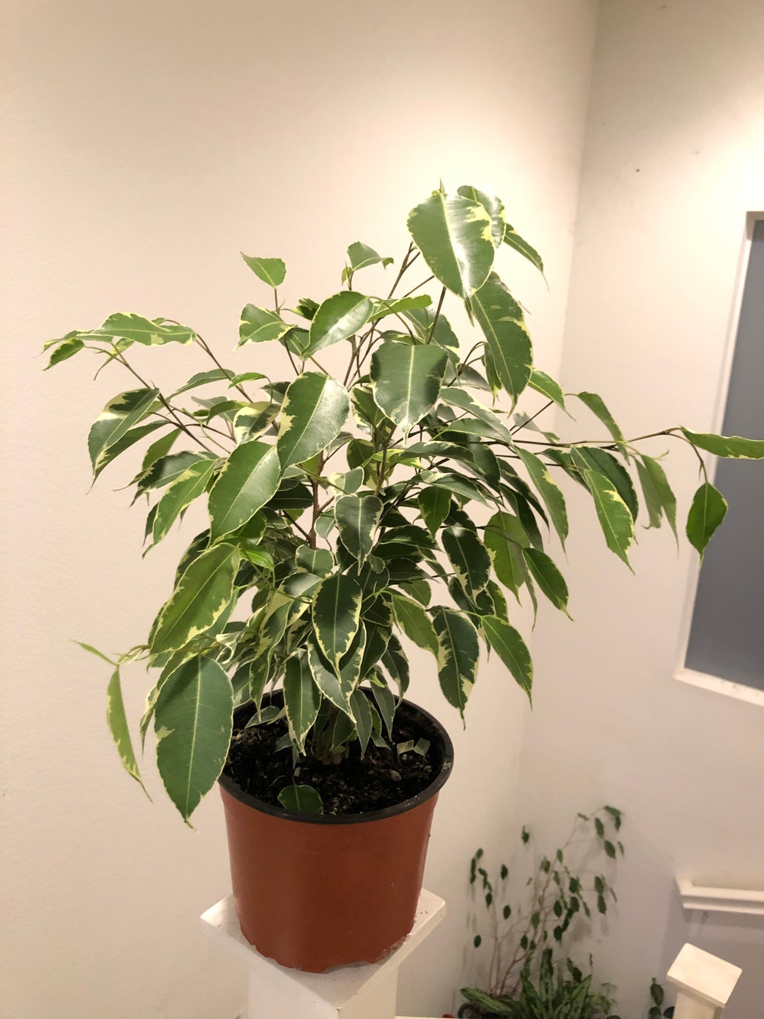 6 Inch Live Tree in Growers Pot - 12 to 14 Inches Tall Variagated Ficus ...