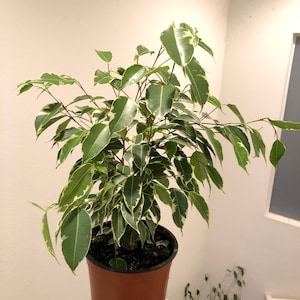 May include: A variegated ficus plant with green and white leaves in a brown pot. The plant is potted in a brown plastic pot with a black rim.