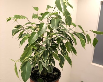 6 inch live tree  in growers pot - 12 to 14  inches tall variagated ficus benjamina -easy indoor, air purifier