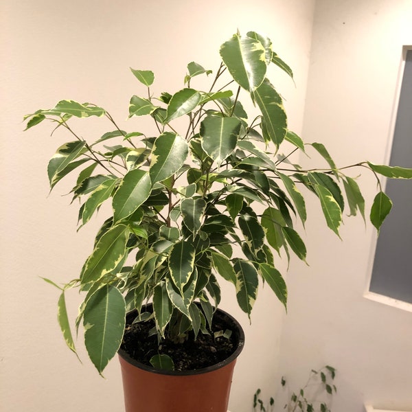 6 inch live tree  in growers pot - 12 to 14  inches tall variagated ficus benjamina -easy indoor, air purifier