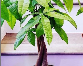 Large 6 inch potted - 2ft  tall -Money Tree-Pachira Aquatica Money Tree - Good Luck Plant -Indoor office plant- Air purifier bonsai