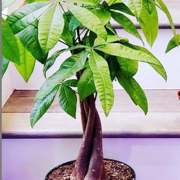 Large 6 inch potted - 2ft  tall -Money Tree-Pachira Aquatica Money Tree - Good Luck Plant -Indoor office plant- Air purifier bonsai