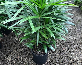 3-4 feet Tall -Rhapis Palm  -indoor or outdoor -low maintenance easy care-similar to photo not exact plant