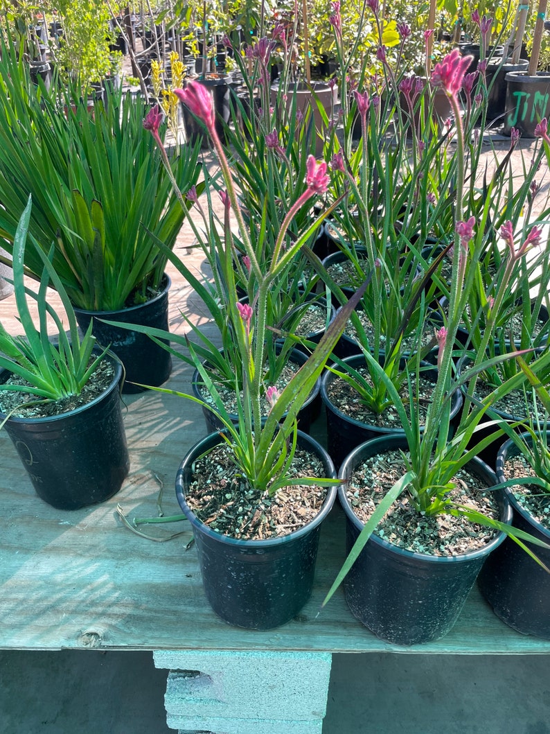 6 inch potted live plant-1ft tall pink kangaroo paw-hard to find-seasonal similar to picture 2 image 2