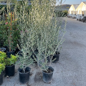 XXXL -6-7ft Fruiting size  Live olive tree -ships in growers pot-Indoors/outdoors-easy care -hard to find this size-Arbequina Olive Tree