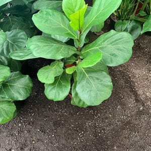 May include: A vibrant green Fiddle Leaf Fig plant with large, veined leaves. The plant is in a pot and surrounded by dark soil. The leaves are a mix of light and dark green, with new growth at the top.