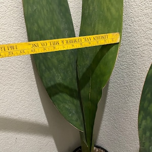 XXXL- 3-4ft Tall Snake Plant -air Purifier-sansevieria Masoniana Whale