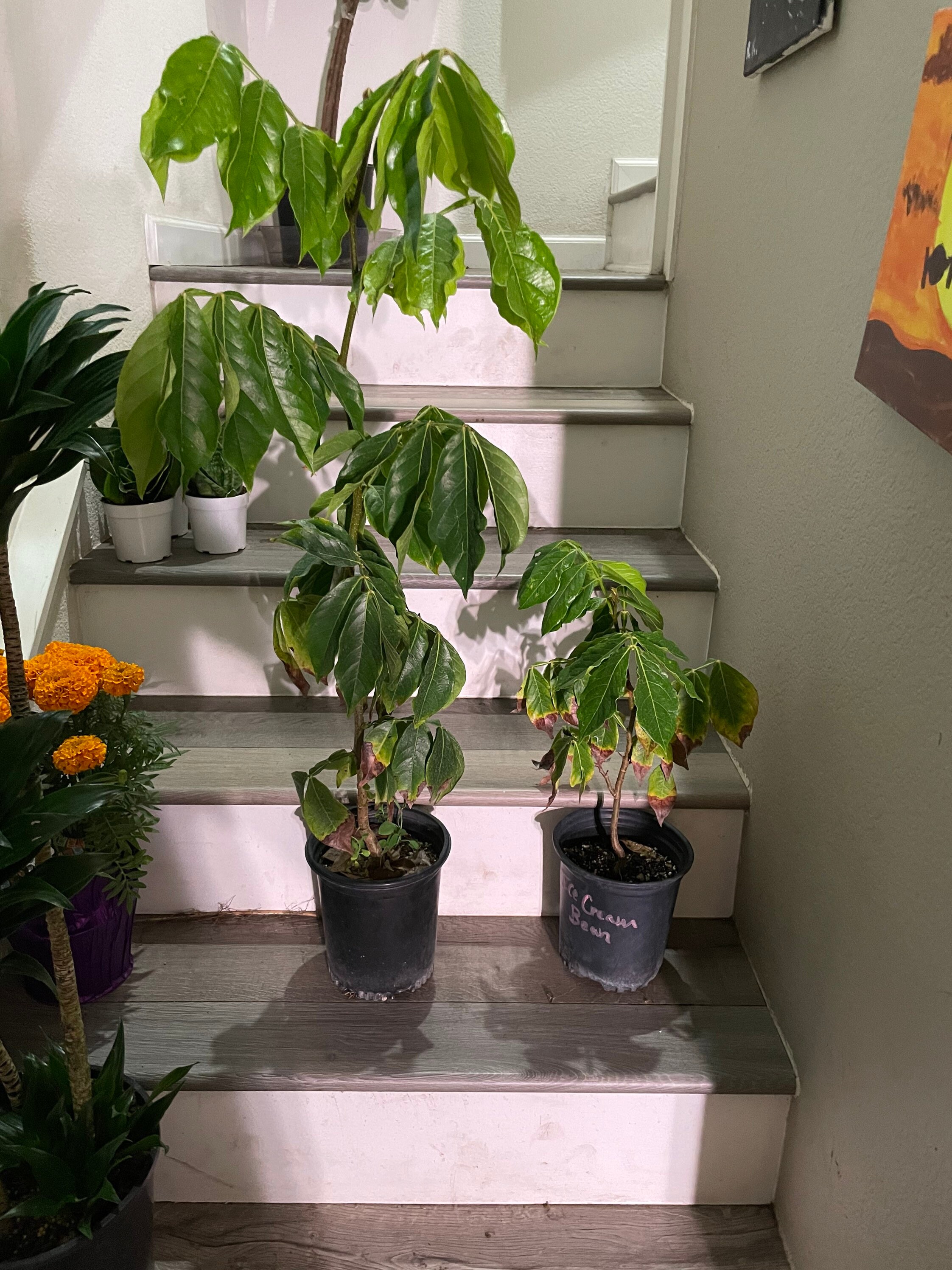 Ice Cream Bean Tree Seed Grown. Sweet Cotton Candy Like Etsy