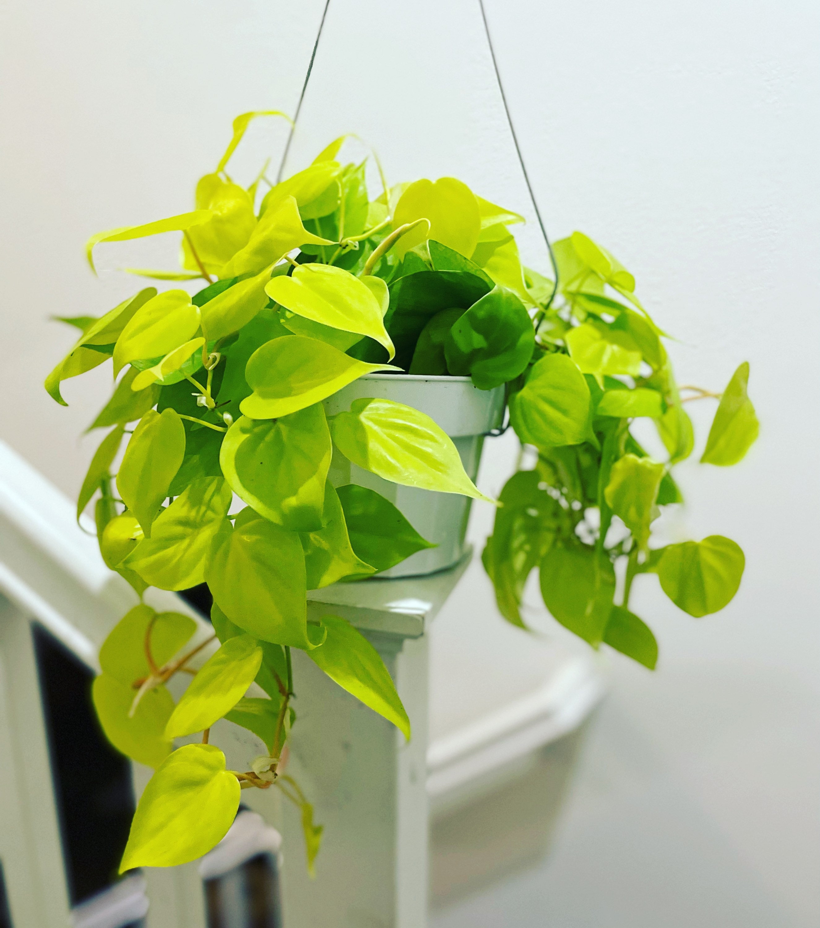 Philodendron Cordatum Brasil - Colorful Foliage Air-purifying Plant 6" Pot / Terra Cotta Eco Pot by Succulents Box