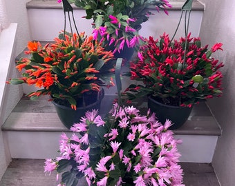1ft tall in 8 inch pot -Large Spring /Easter Cactus in hanging plant-multiple colors