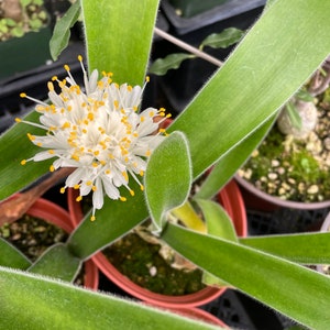 Large Rare Haemanthus pauculifolius 6 inch pot-Similar to photo not exact - winter grower White blooms -fuzzy leaves-blooming size