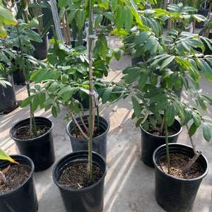 4ft Blooming Fruiting size -3 gal -Longan, 'Kohala' -Diocarpus,  4ft tall tree depends on availability -air layered  fruiting size-has bloom