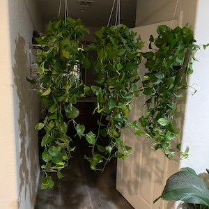 1 plant -Extra Large  size 6 inch  potted Jade Pothos- Air purfier- Trails 1 -2ft- similar to photo not exact