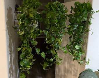 1 plant -Extra Large  size 6 inch  potted Jade Pothos- Air purfier- Trails 1 -2ft- similar to photo not exact