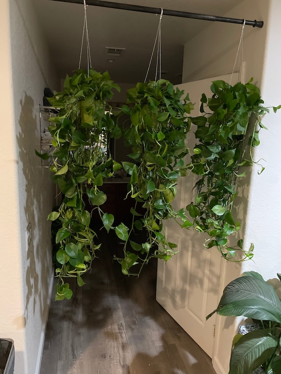 1 plant in size 6 inch pot- Jade Pothos- Air purfier- Trails 1 -2ft-  similar to photo not exact. Size varies based on availability