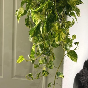 May include: A variegated green and yellow potted plant with long trailing vines hanging from a white ceiling.