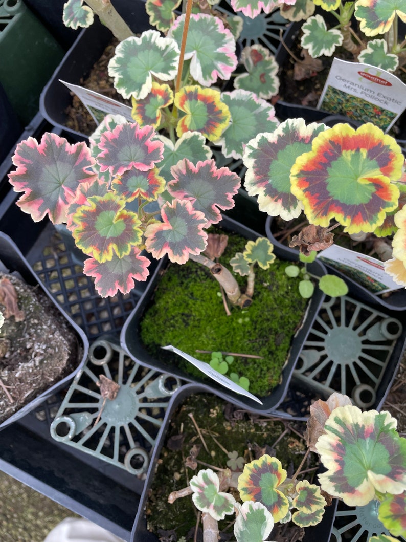 4 Inch Starter Pot Geranium Variegated Insect/mosquito Repellent