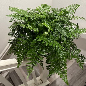 May include: A lush green fern plant with delicate fronds cascading down a white railing. The plant is in a pot, but the pot is not visible in the image.