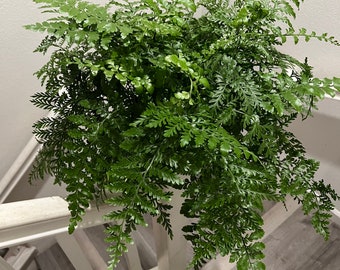 Large 6 inch pot  -Austral Bird nest fern-low light - bathroom plant- new release - hard to find - similar to photo - pet friendly !
