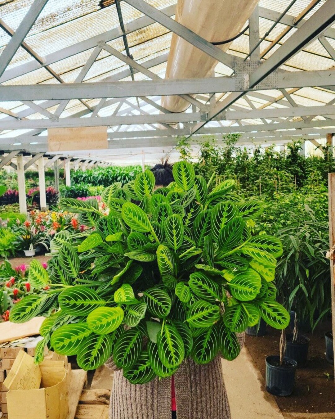 XL green Lemonlime Maranta Prayer Plant Leuconeura in 8 Inch Pot Easy