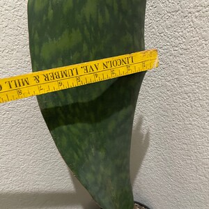 XXXL- 3-4ft Tall Snake Plant -air Purifier-sansevieria Masoniana Whale
