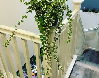 Large trailing at least 6 inch trails- -6 inch potted variegated ficus pumila - terrarium - bathroom -low light -creeping fig Ivy