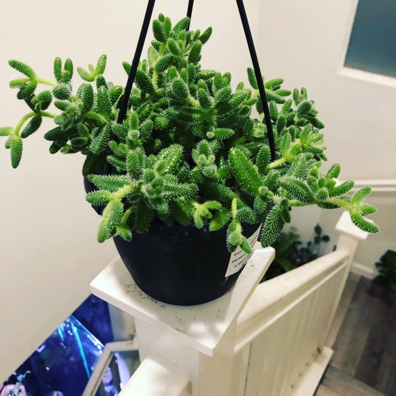 Delosperma echinatum – Pickle Plant -Spiny Pickles succulent   Plant in 6 inch pot