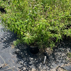 May include: A green lemon verbena plant in a black pot, growing in a nursery setting. The plant has small white flowers and is surrounded by other plants.