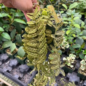 May include: A close-up of a potted Fittonia plant, also known as a nerve plant, with green and white patterned leaves. The plant is held in a small green pot, with other plants in the background.