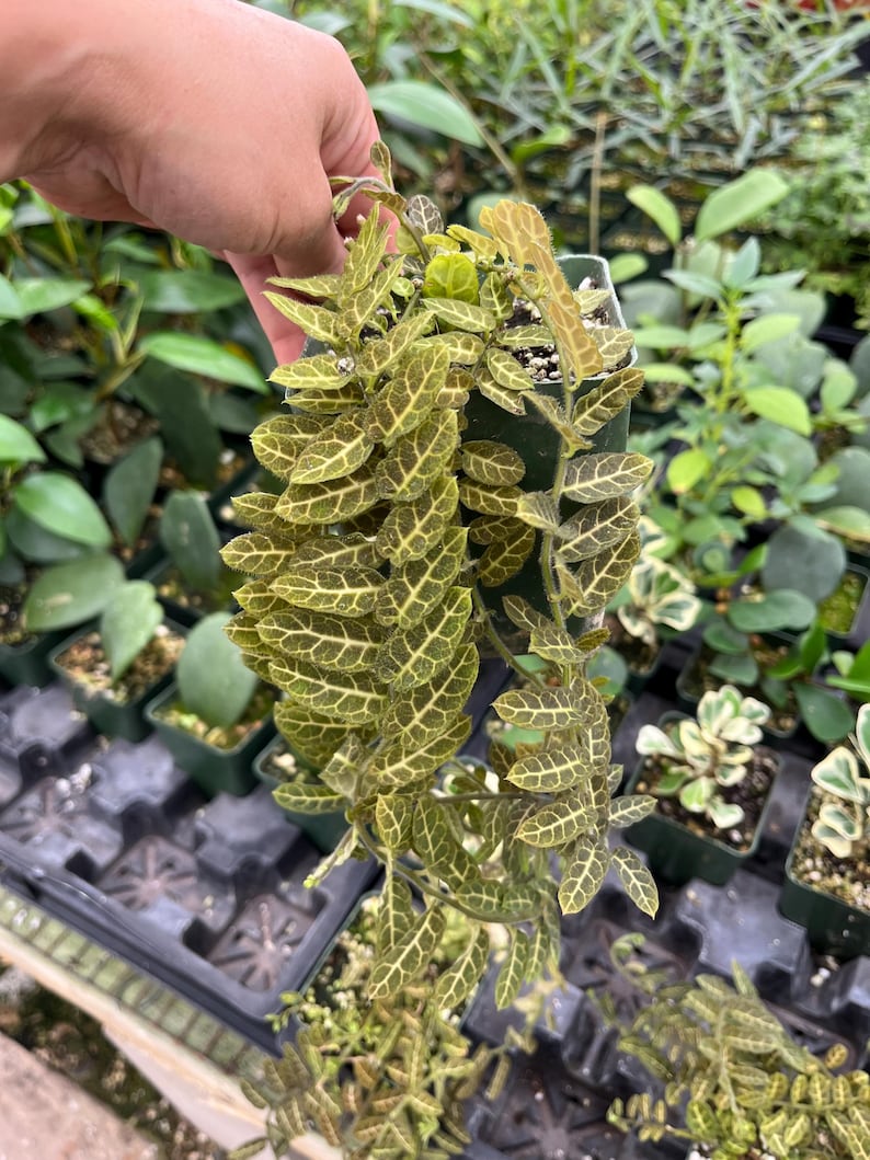 May include: A close-up of a potted Fittonia plant, also known as a nerve plant, with green and white patterned leaves. The plant is held in a small green pot, with other plants in the background.