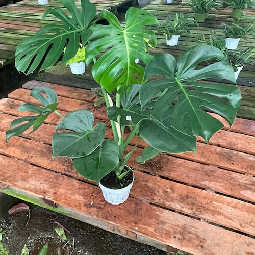 monstera plod Monstera deliciosa (Philodendren) main image 0