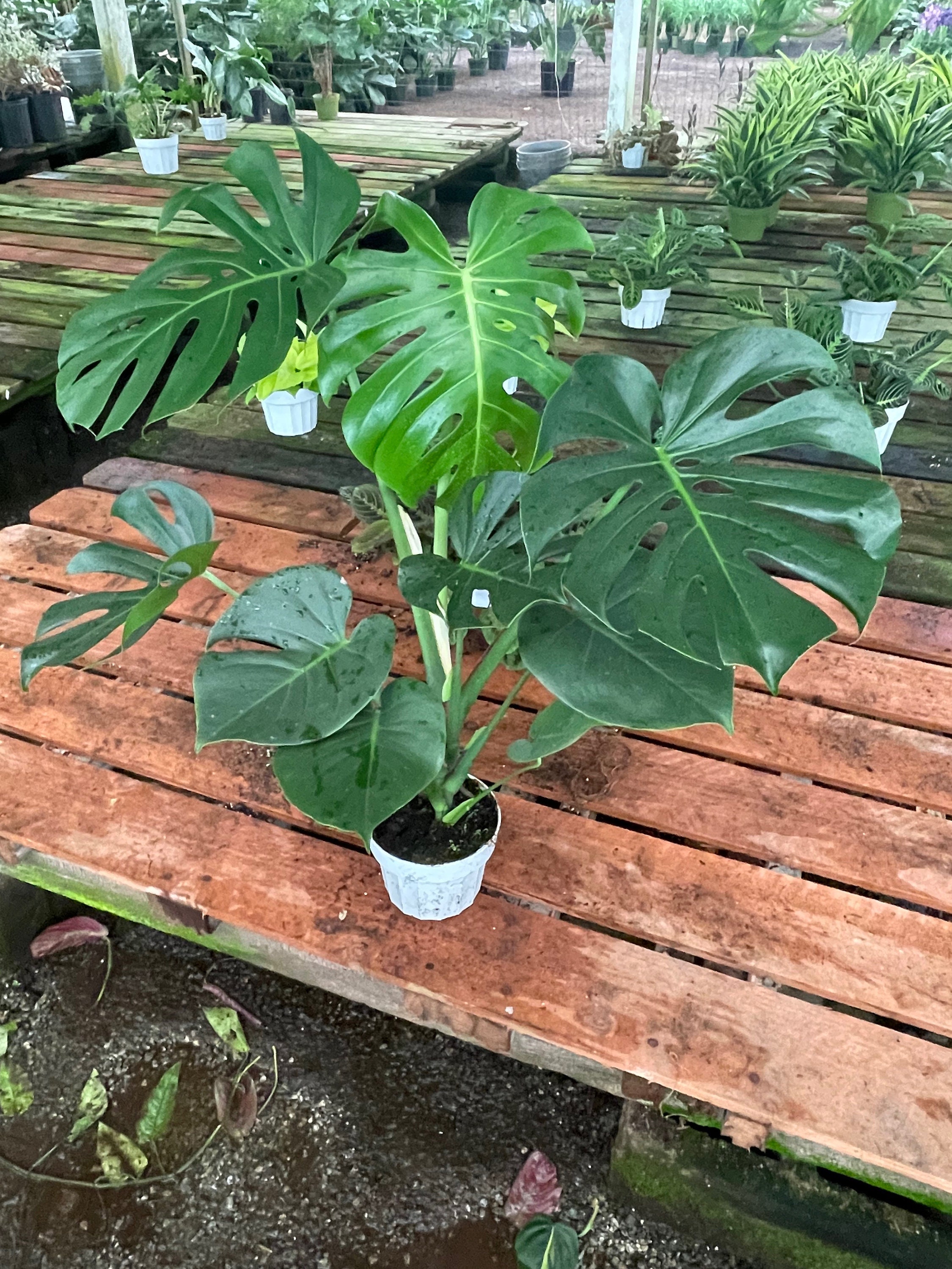 sodiroi philodendron Philodendron sodiroi